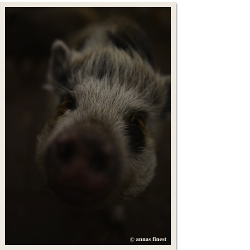 Schwein